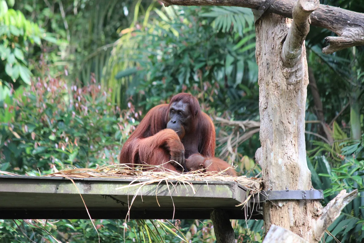 An orangutan with a baby sitting on a wooden platform in the Singapore Zoo, with green foliage behind