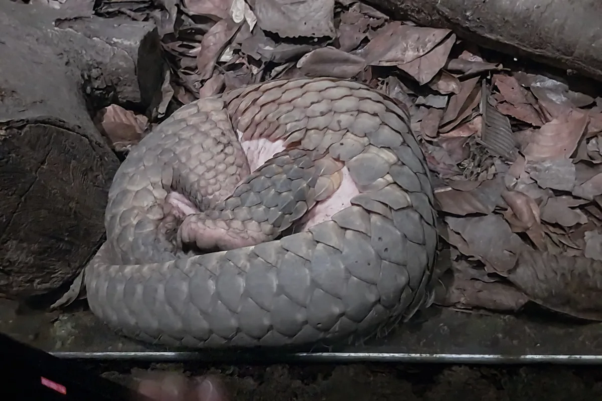 A pangolin curled up asleep on dry leaves, its scales forming a round armoured ball