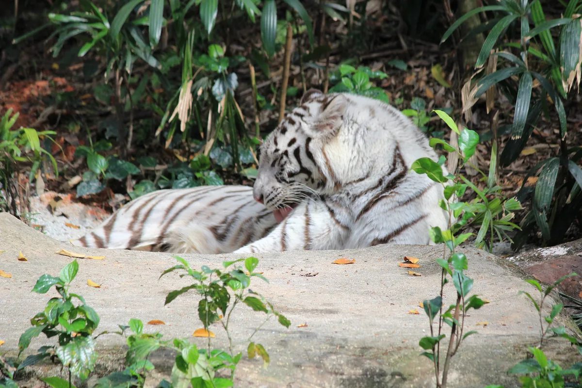 A white tiger lying on a pale rock beside green plants at the Singapore Zoo