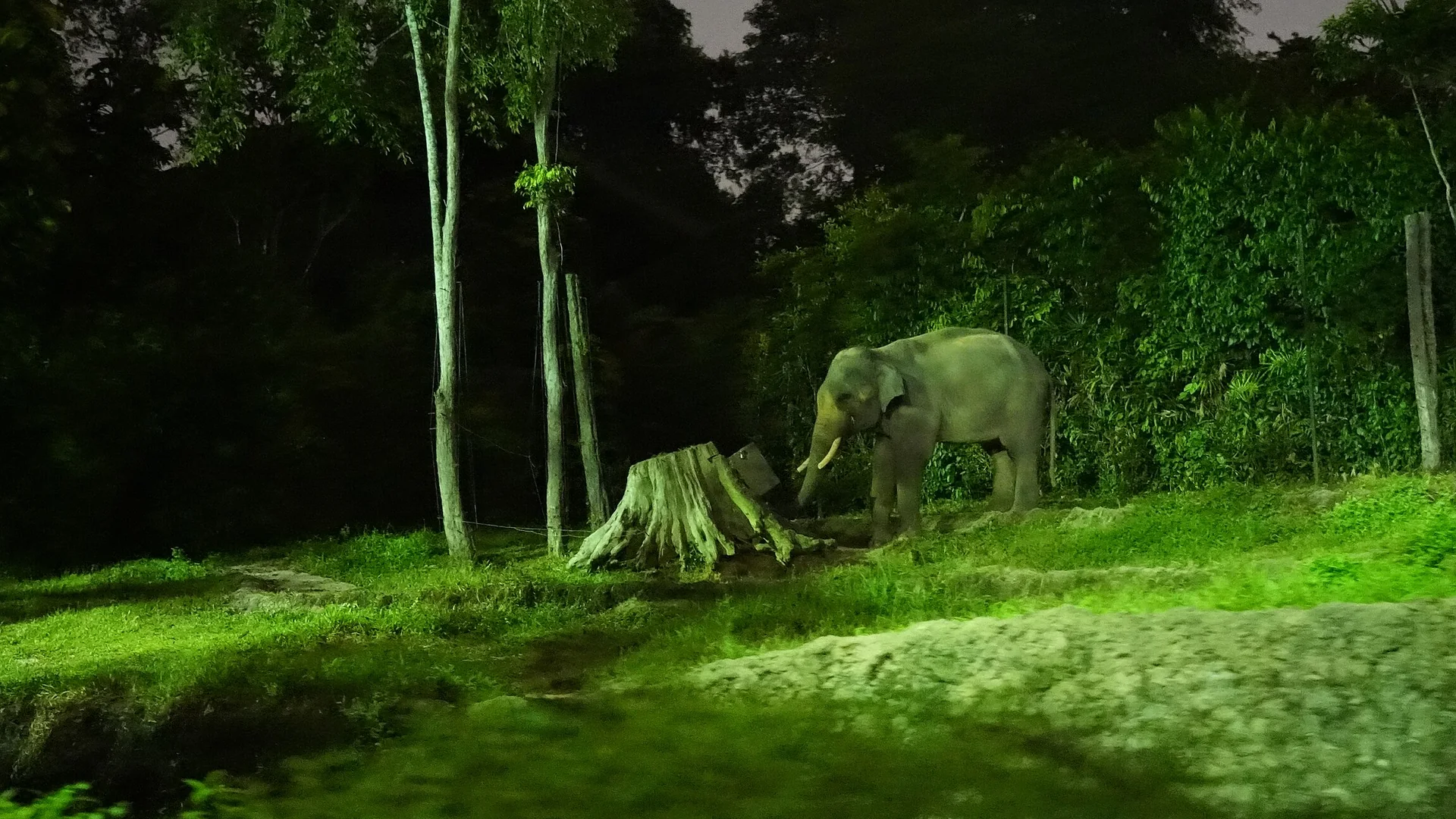 An elephant standing beside a tree stump on a lit grass slope at the Night Safari in Singapore, with dark forest rising behind it