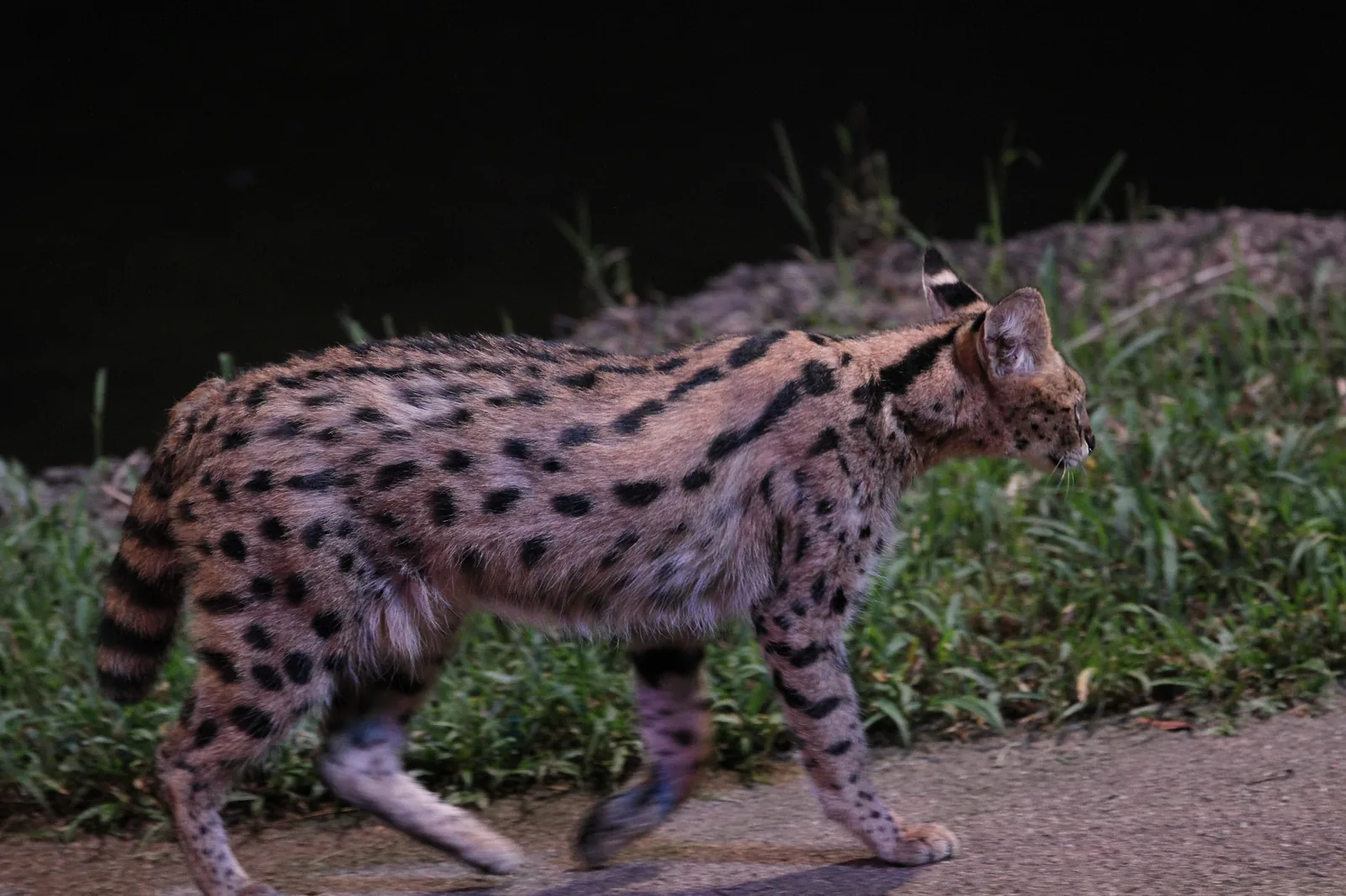 A spotted serval cat walking along a path at night, with grass and shadow behind it